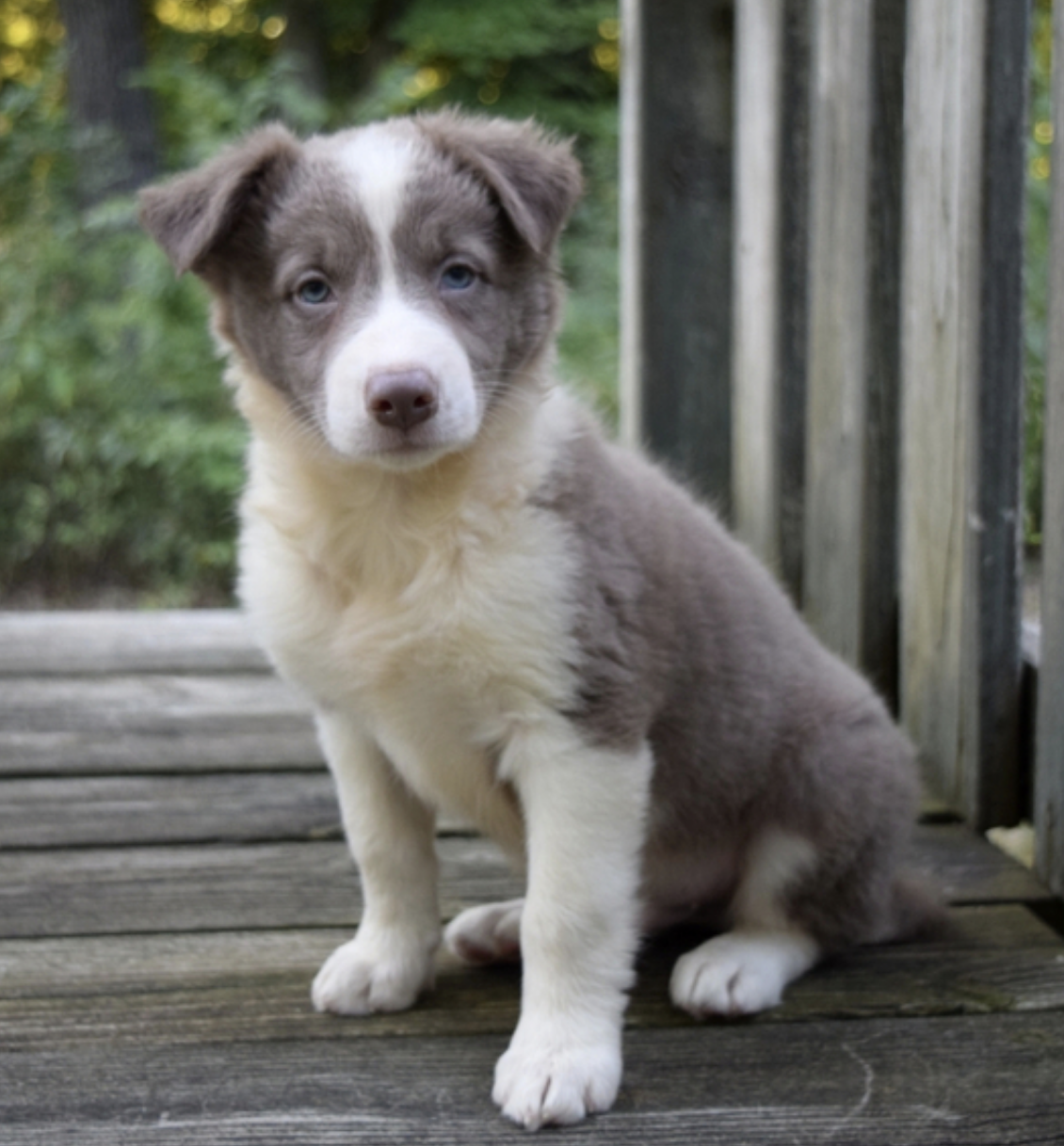 comprar cachorros sanos, baratos y asequibles para la venta